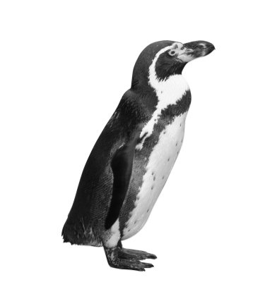 penguin